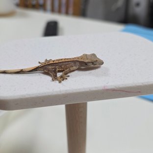 크림시클