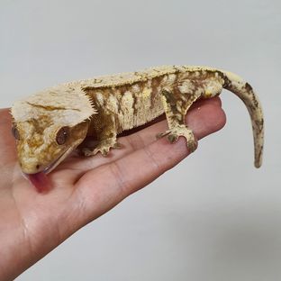 휘핑이