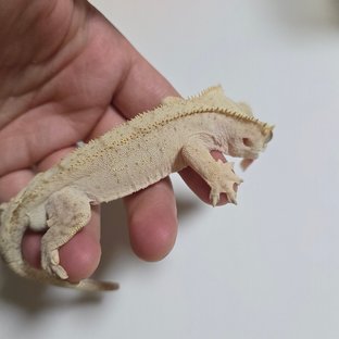 옐로우 패턴리스 벅스킨