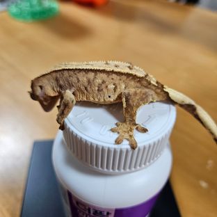 휘핑이x헬로