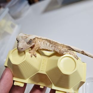 크림시클 화이트스팟