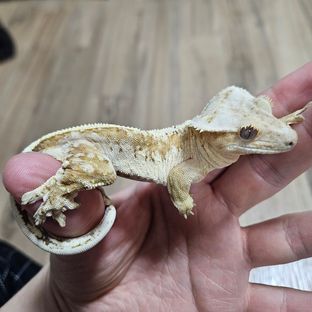크림시클 드리피