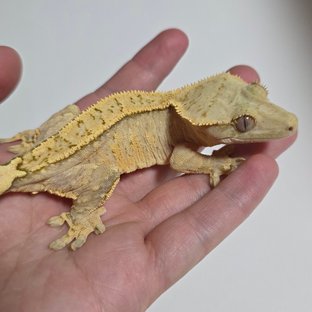 크림시클 드리피 화이트스팟