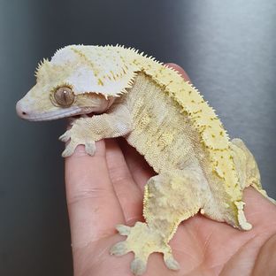 또또