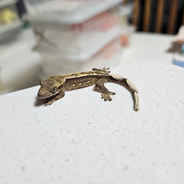 크림시클