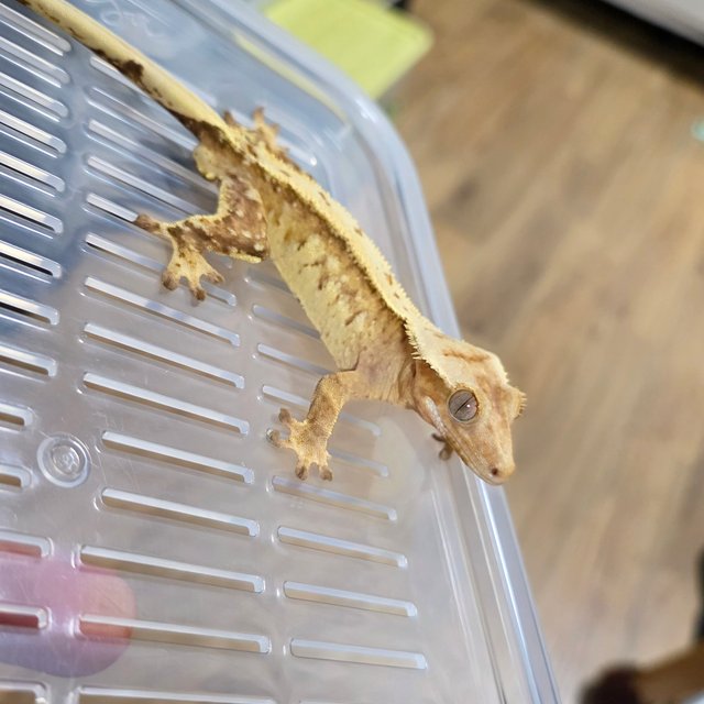 크림시클 화이트스팟