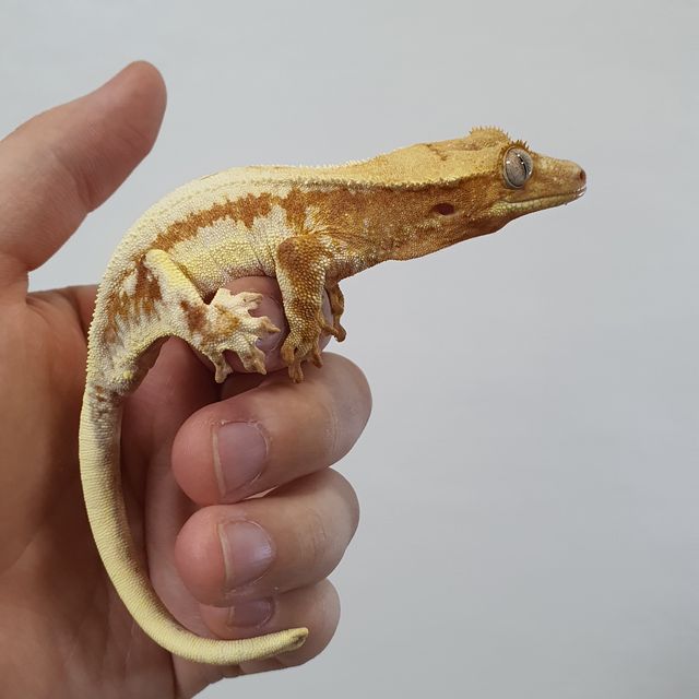 크림시클 릴리화이트
