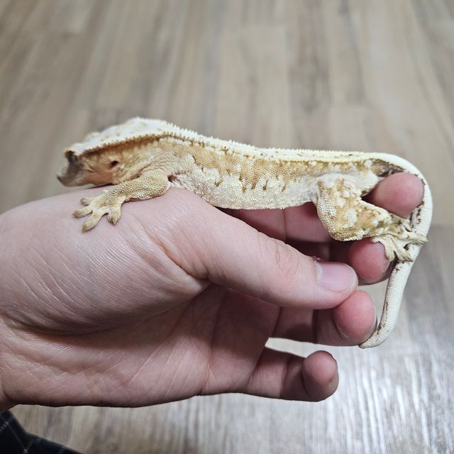 크림시클 드리피