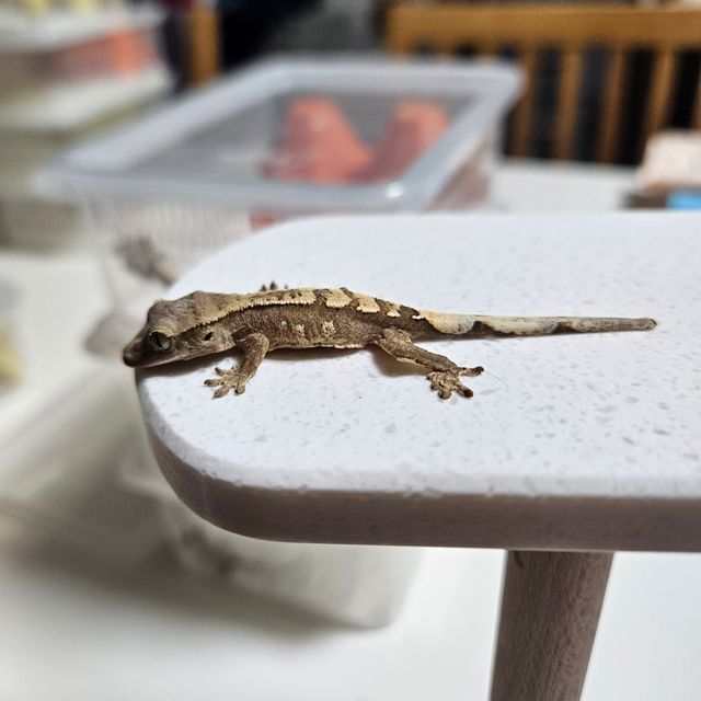 크림시클