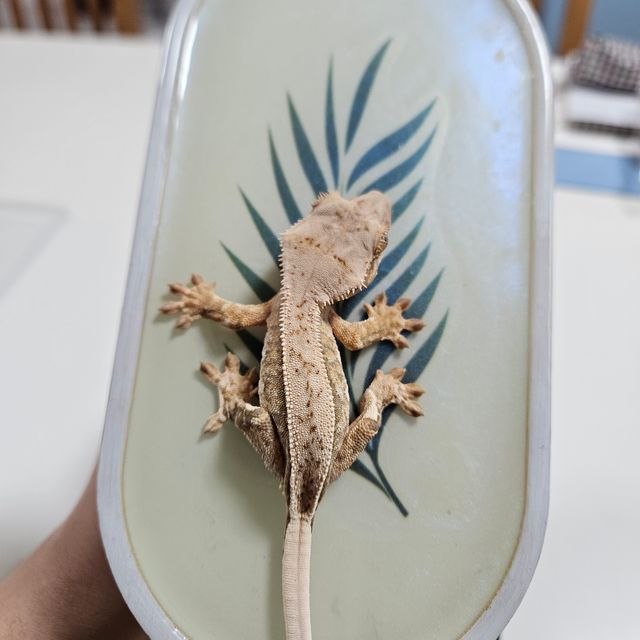 크림 트라이