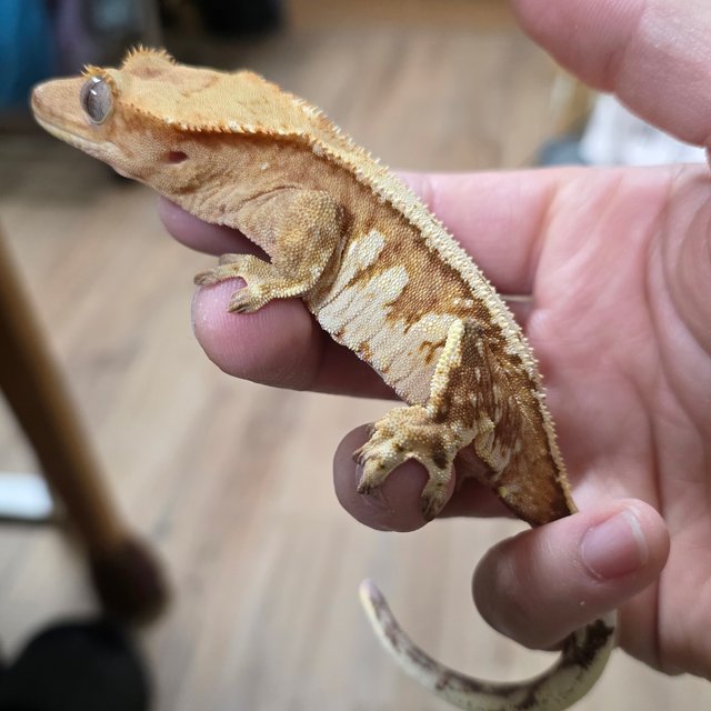 크림시클 드리피