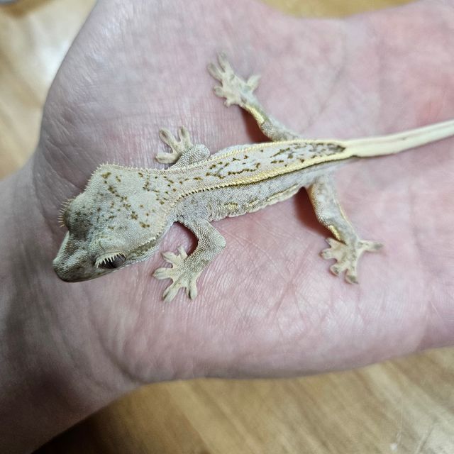 크림시클 옐로우
