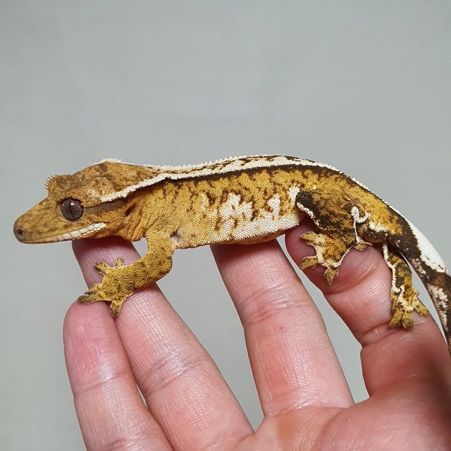 화이트핀 크림시클