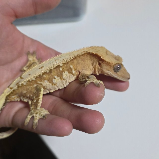 크림시클 드리피