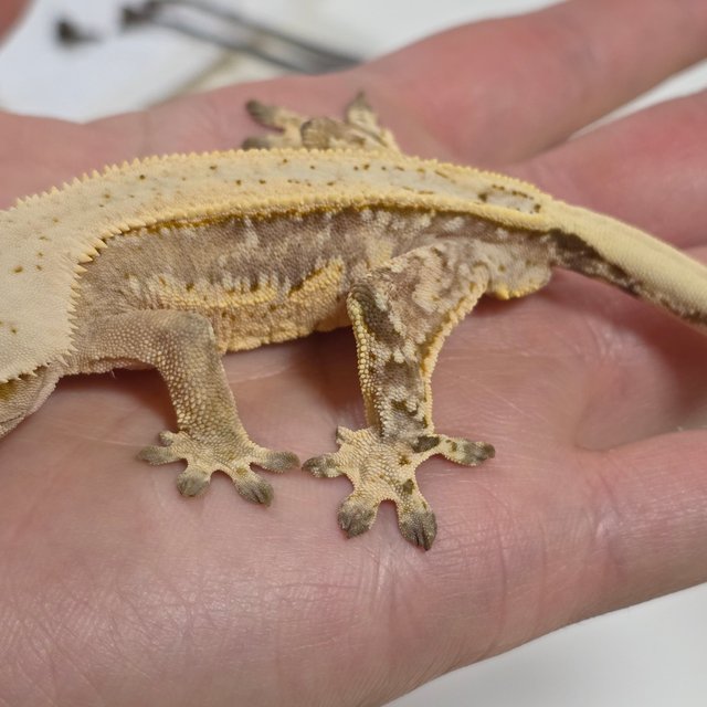 크림시클 드리피