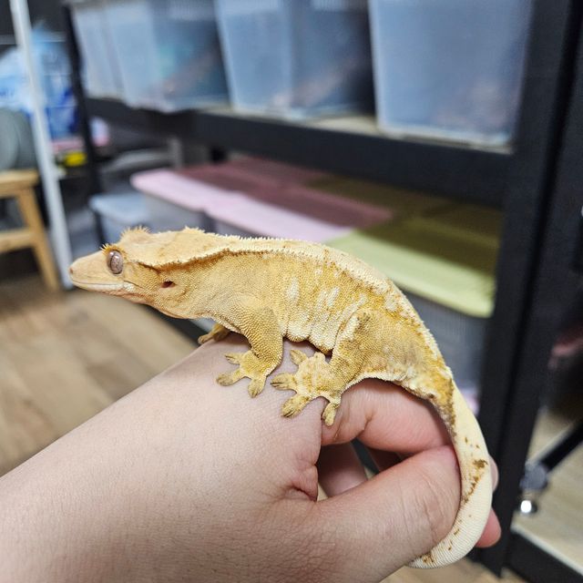 크림시클