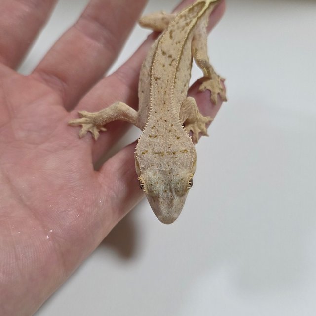팬텀 크림시클