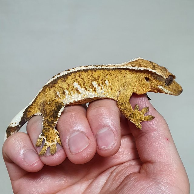 화이트핀 크림시클