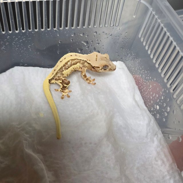 크림시클 릴리화이트