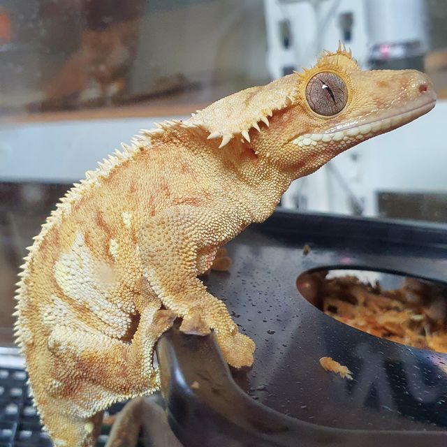 크림시클 드리피