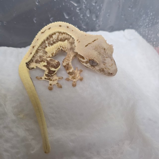 크림시클 릴리화이트