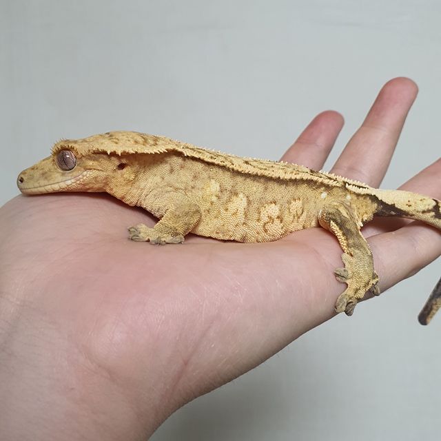 크림시클