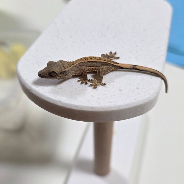 크림시클
