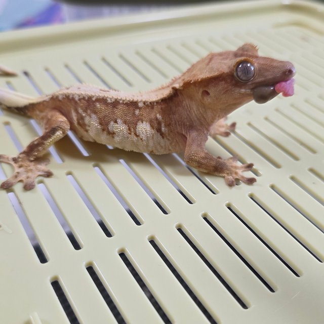 크림시클 드리피