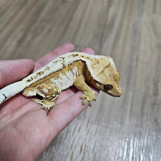 크림시클 드리피