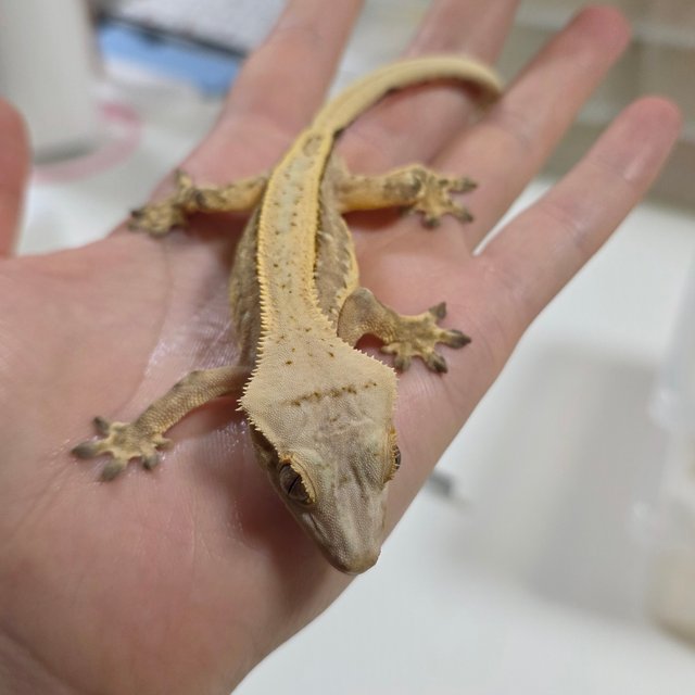 크림시클 드리피