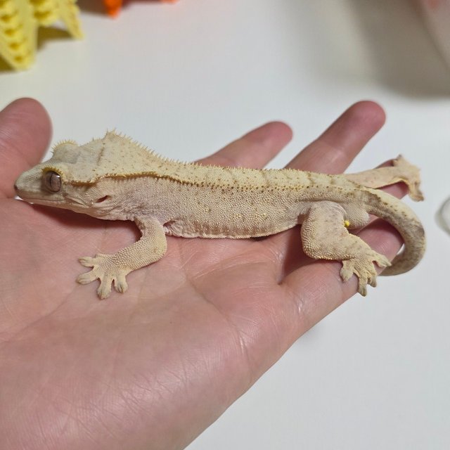 옐로우 패턴리스 벅스킨