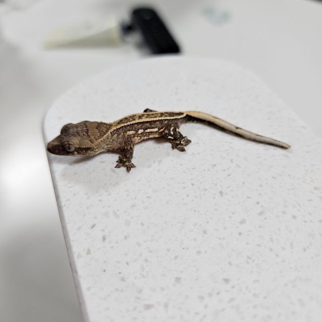 크림시클