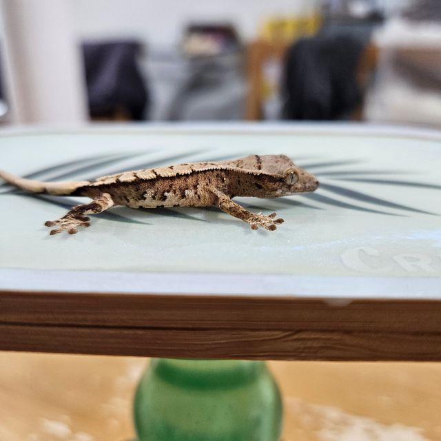 크림시클 크림