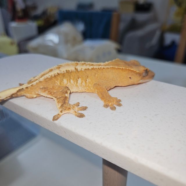 드리피 크림시클