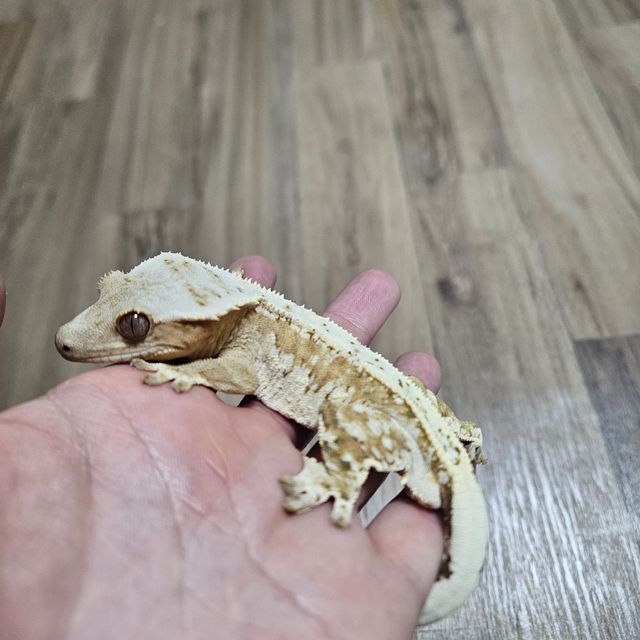크림시클 드리피
