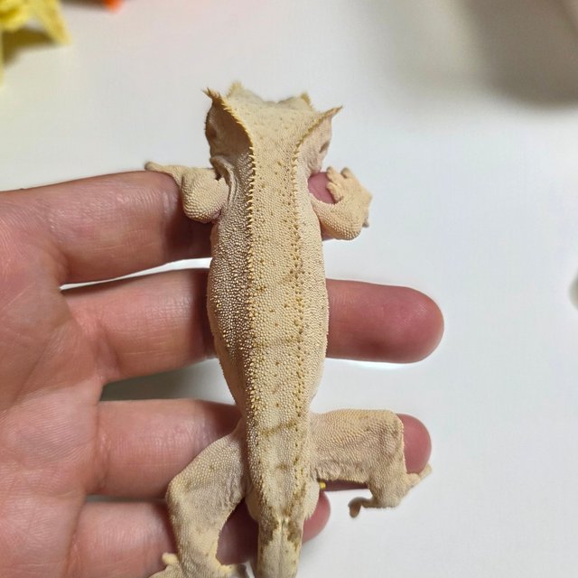 옐로우 패턴리스 벅스킨