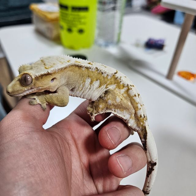드리피 크림시클
