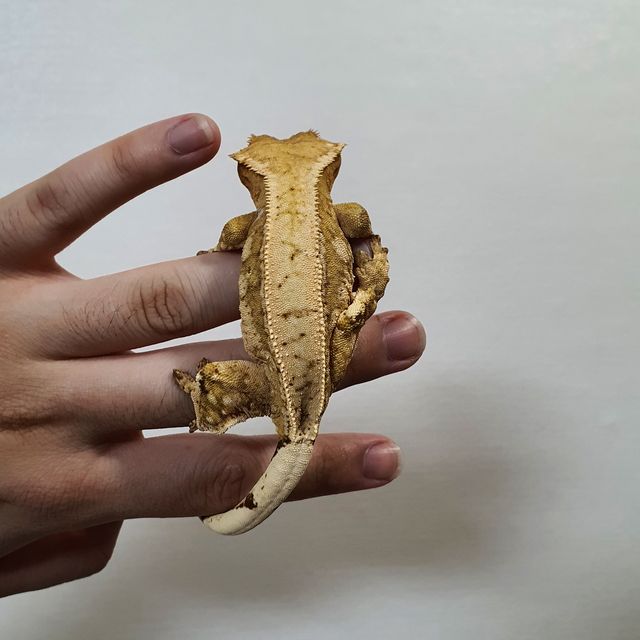 크림시클 드리피