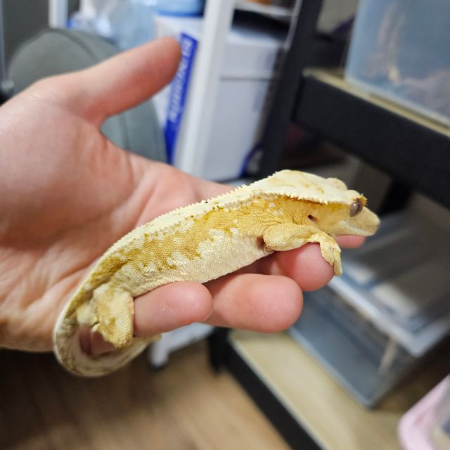 크림시클 드리피