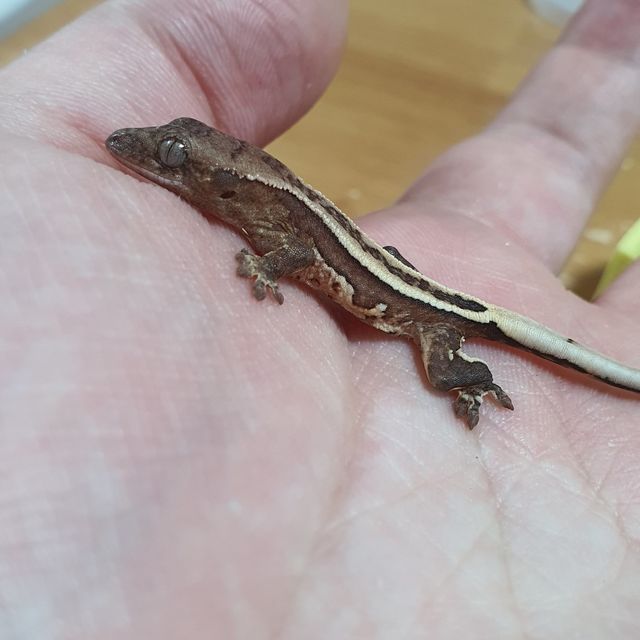 옐로우 크림시클