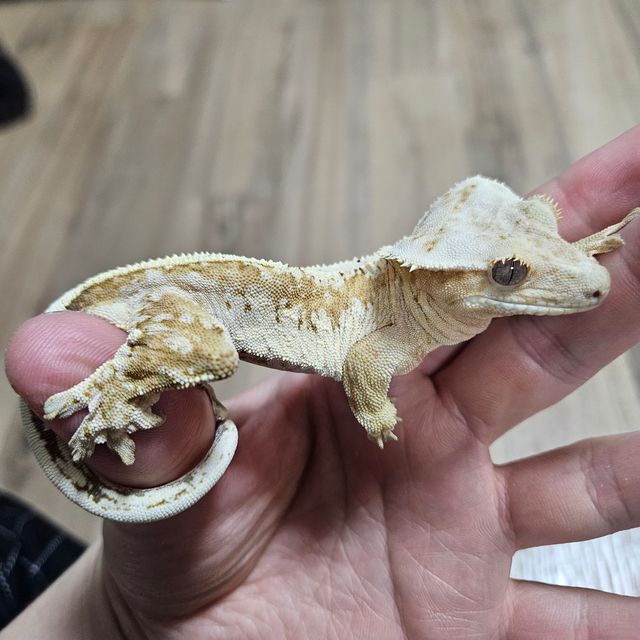 크림시클 드리피