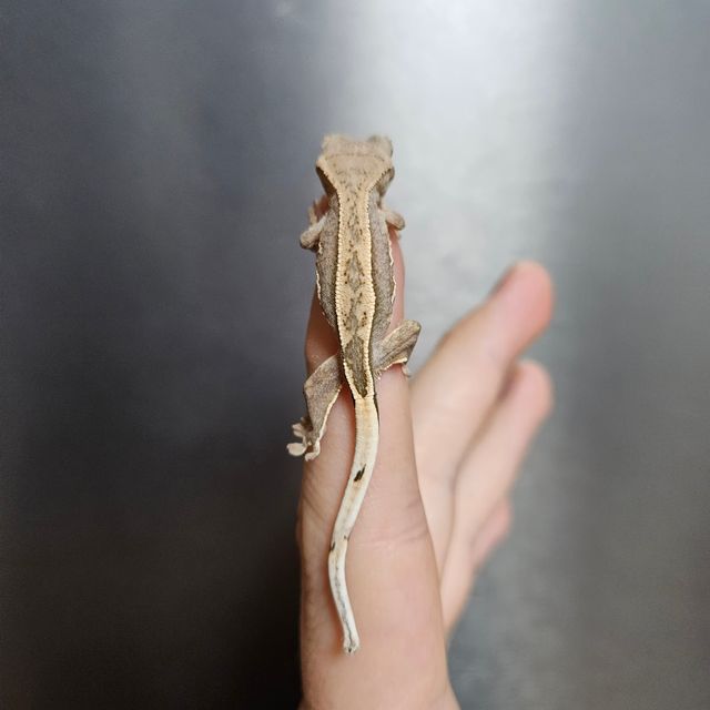 크림시클