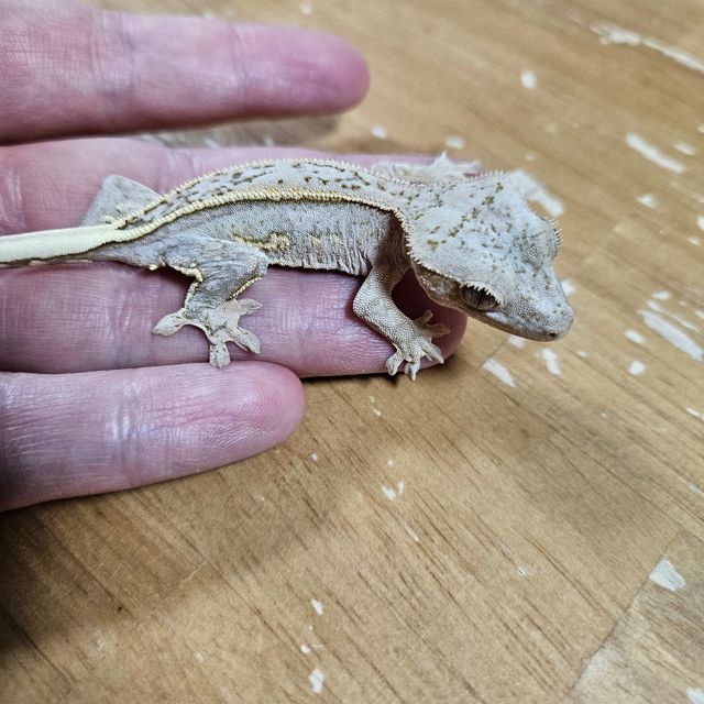 크림시클 옐로우