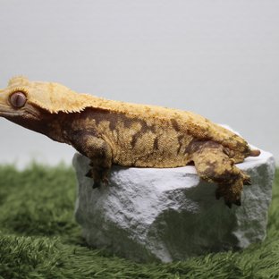 노멀 익스트림할리퀸