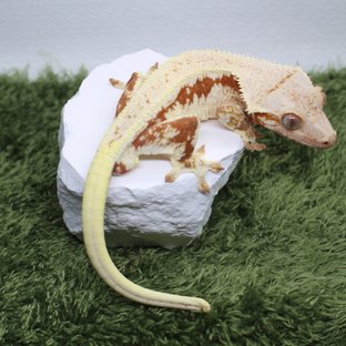 릴리화이트 레드