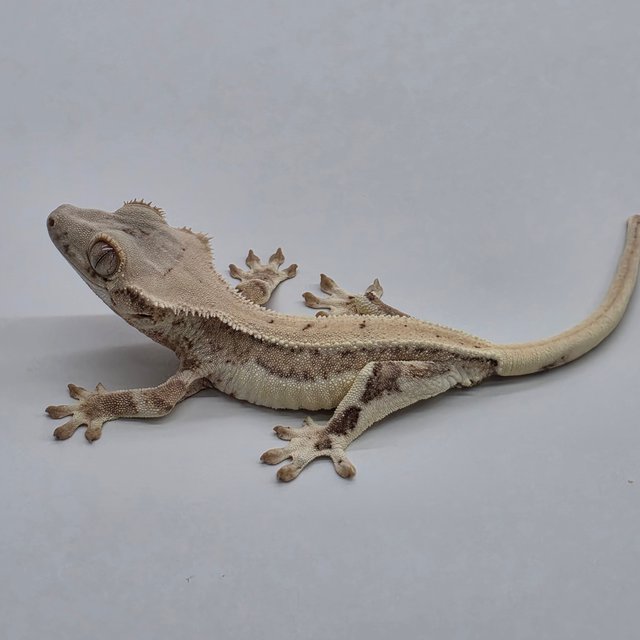 릴리화이트 크림