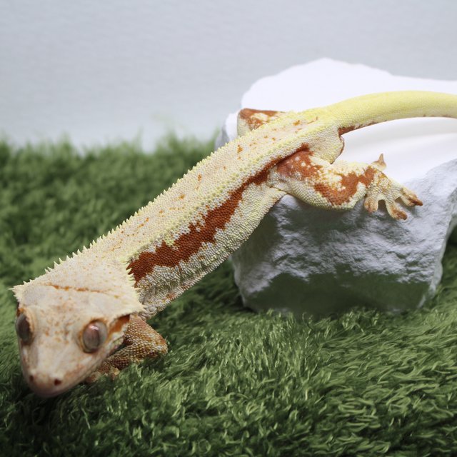 릴리화이트 레드