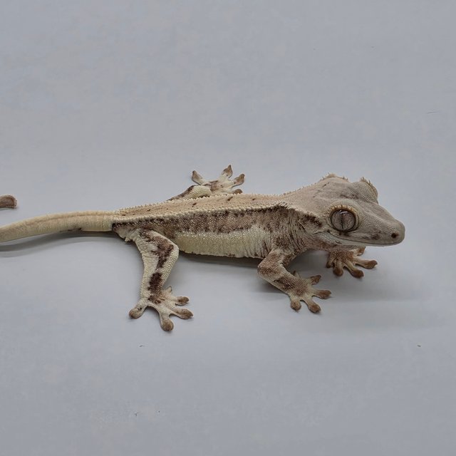 릴리화이트 크림