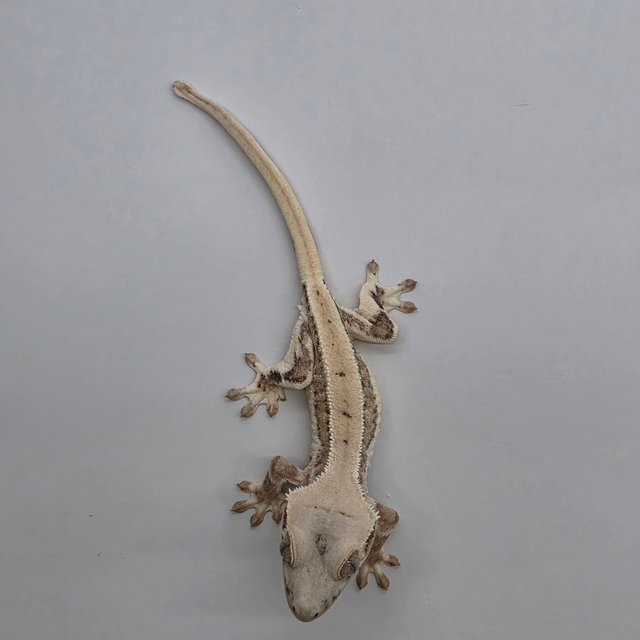 릴리화이트 크림