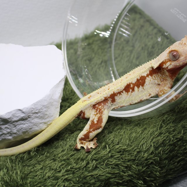 릴리화이트 레드